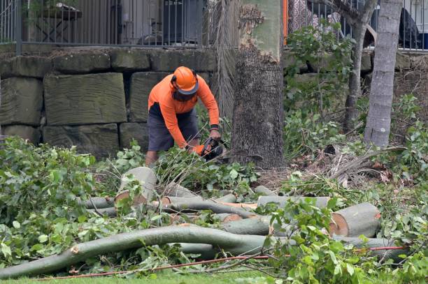 Best Tree Preservation Services  in USA